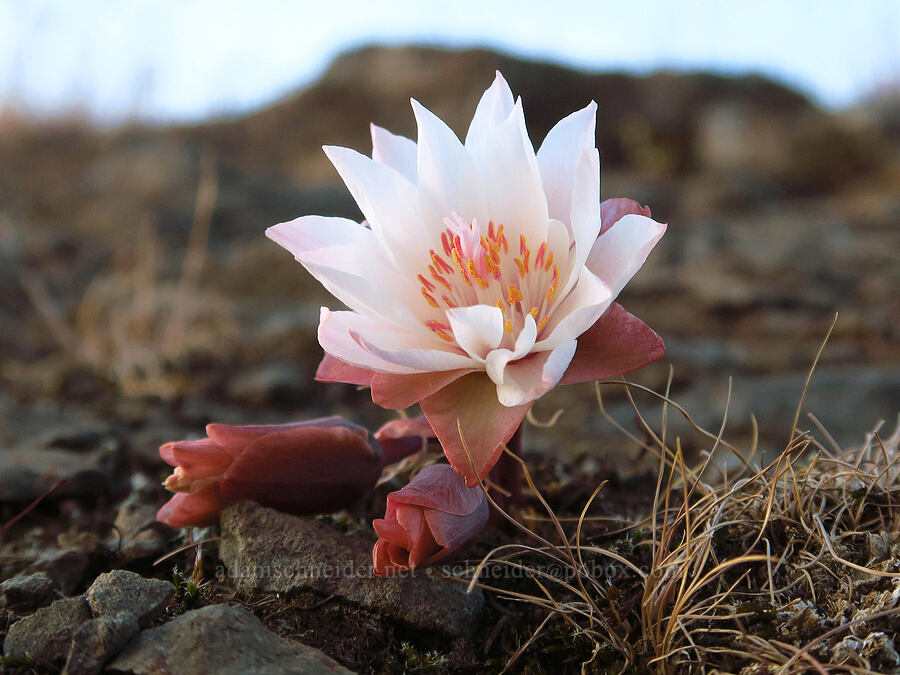 bitterroot (Lewisia rediviva) [Catherine Creek, Klickitat County, Washington]