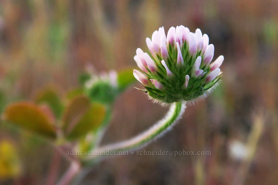 small-head clover (Trifolium microcephalum) [Catherine Creek, Klickitat County, Washington]