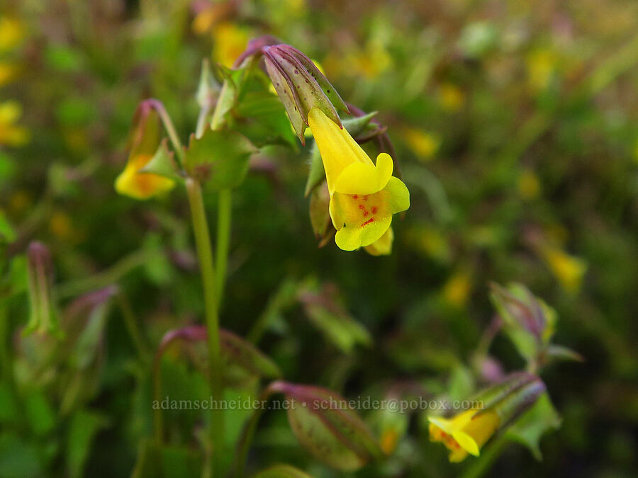 big-nose monkeyflower (?) (Erythranthe nasuta (Mimulus guttatus var. nasutus)) [Catherine Creek, Klickitat County, Washington]