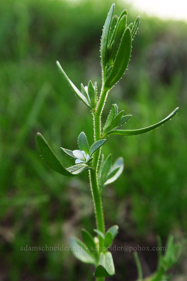 hairy purslane speedwell (Veronica peregrina var. xalapensis) [Catherine Creek, Klickitat County, Washington]