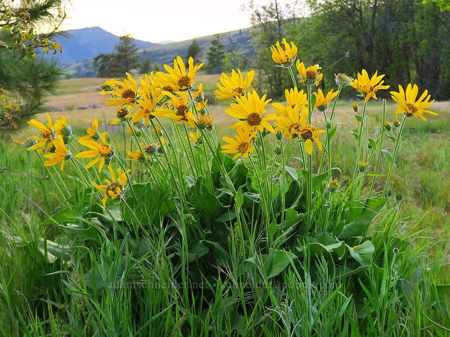 balsamroot (Balsamorhiza sp.) [Catherine Creek, Klickitat County, Washington]