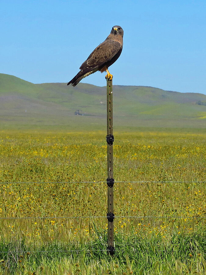 Swainson's hawk (Buteo swainsoni) [Selby Road, Carrizo Plain National Monument, San Luis Obispo County, California]