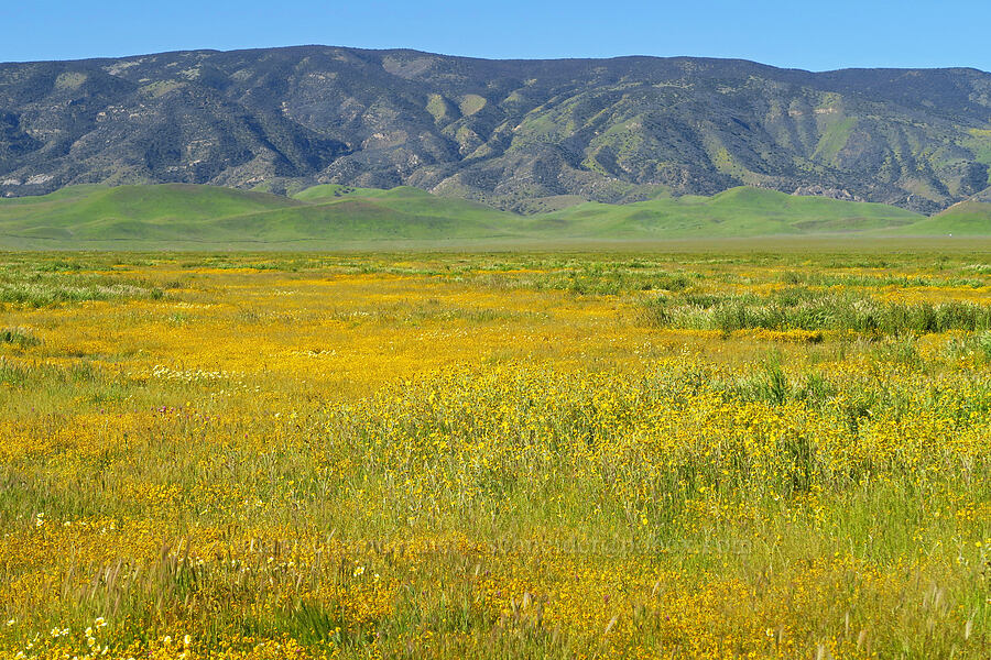 wildflowers, Panorama Hills, & the Temblor Range [Soda Lake Road, Carrizo Plain National Monument, San Luis Obispo County, California]