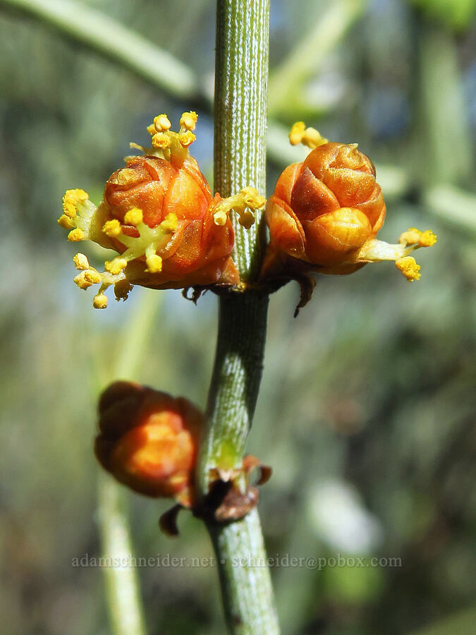 California joint-fir flowers (Ephedra californica) [Soda Lake Road, Carrizo Plain National Monument, San Luis Obispo County, California]