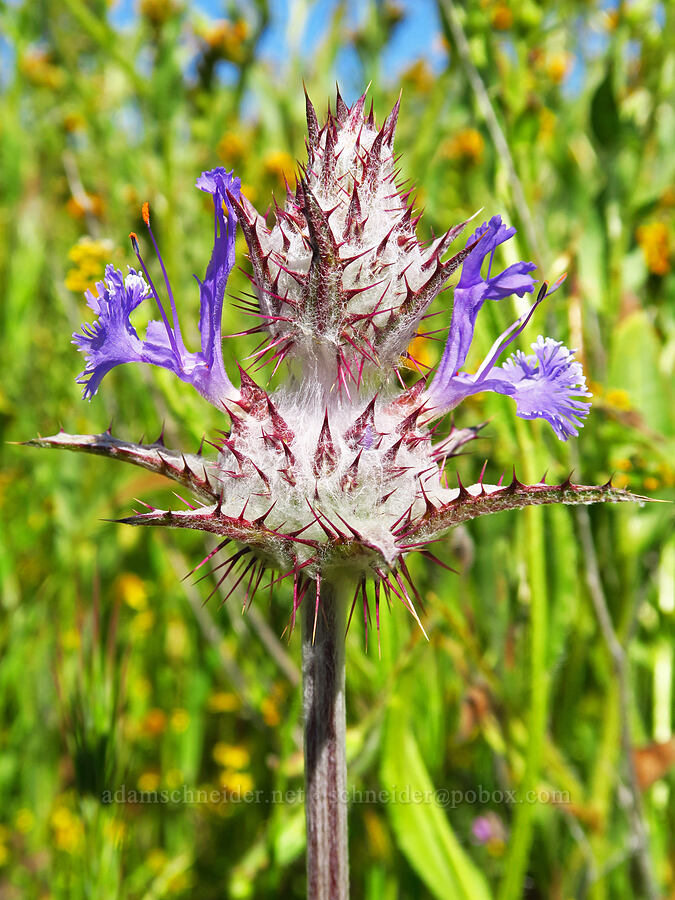 thistle sage (Salvia carduacea) [Soda Lake Road, Carrizo Plain National Monument, San Luis Obispo County, California]