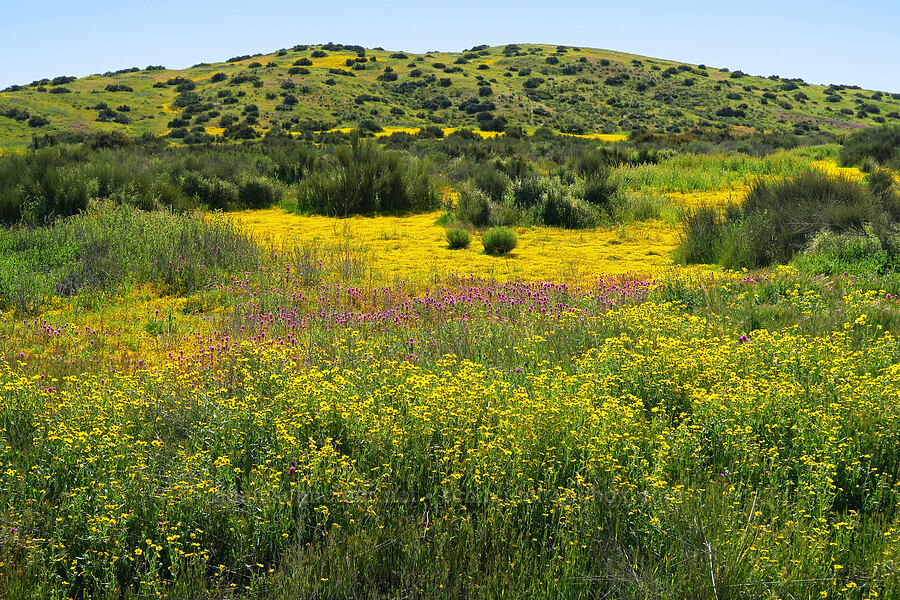 wildflowers [Soda Lake Road, Carrizo Plain National Monument, San Luis Obispo County, California]