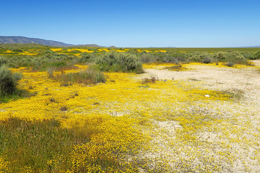 gold-fields (Lasthenia sp.) [Soda Lake Road, Carrizo Plain National Monument, San Luis Obispo County, California]