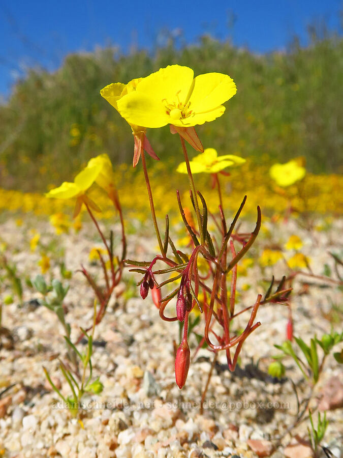 golden sun-cup (Camissonia campestris) [Soda Lake Road, Carrizo Plain National Monument, San Luis Obispo County, California]