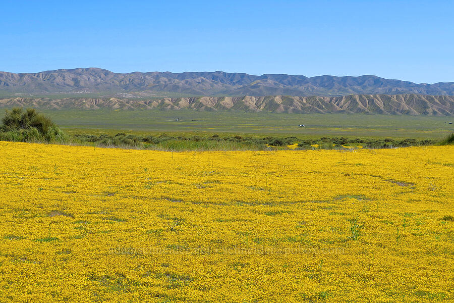 gold-fields, Elkhorn Scarp, & the Temblor Range (Lasthenia sp.) [Soda Lake Road, Carrizo Plain National Monument, San Luis Obispo County, California]