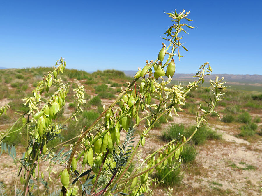 Stanislaus milk-vetch pods (Astragalus oxyphysus) [Soda Lake Road, Carrizo Plain National Monument, San Luis Obispo County, California]