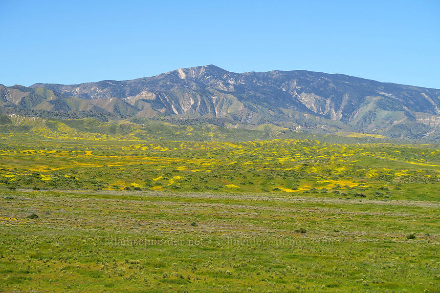 Caliente Range & wildflowers [Soda Lake Road, Carrizo Plain National Monument, San Luis Obispo County, California]