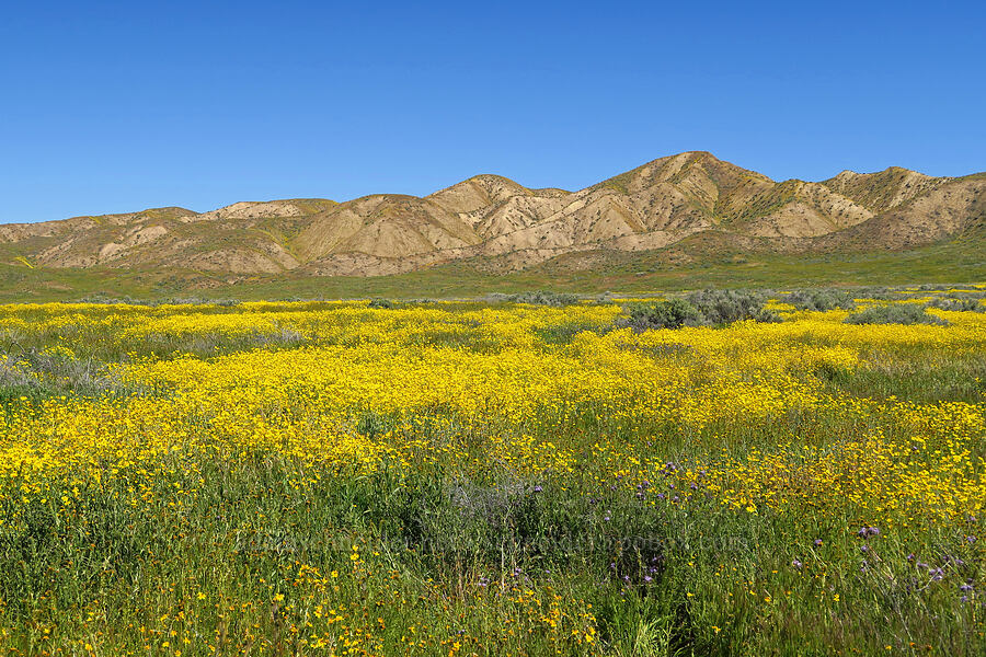 Elkhorn Hills & wildflowers [Soda Lake Road, Carrizo Plain National Monument, San Luis Obispo County, California]