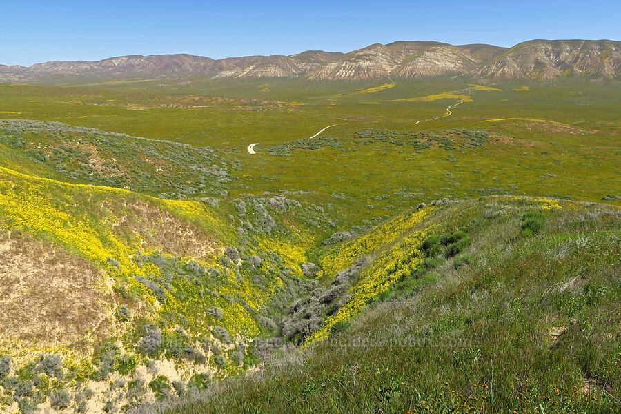 wildlowers, Elkhorn Plain, & the Temblor Range [Elkhorn Hills, Carrizo Plain National Monument, San Luis Obispo County, California]