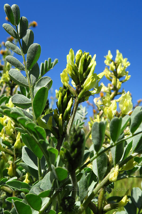 black-hair milk-vetch (Astragalus lentiginosus var. nigricalycis) [Elkhorn Hills, Carrizo Plain National Monument, San Luis Obispo County, California]