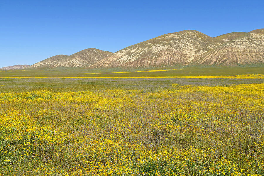 wildflowers, Elkhorn Plain, & the Temblor Range [Elkhorn Road, Carrizo Plain National Monument, San Luis Obispo County, California]