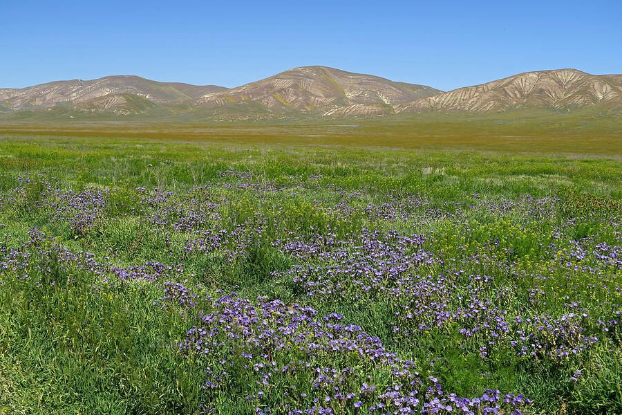 Great Valley phacelia & the Temblor Range (Phacelia ciliata) [Elkhorn Road, Carrizo Plain National Monument, San Luis Obispo County, California]