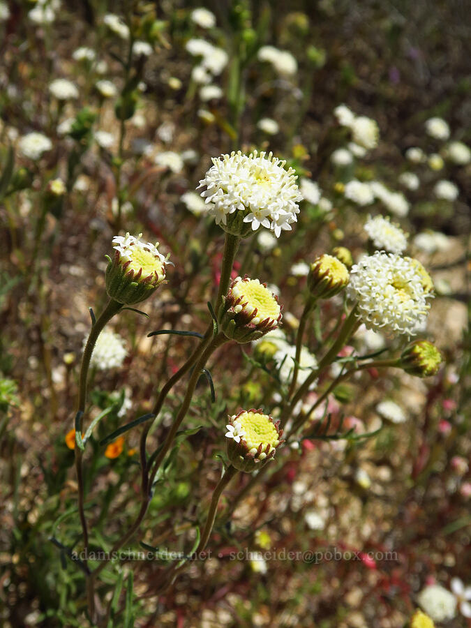 desert pincushion (Chaenactis stevioides) [Temblor Ridge Road, Carrizo Plain National Monument, San Luis Obispo County, California]