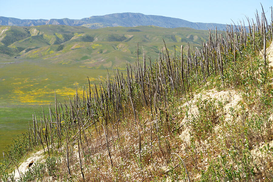 last year's desert candles (Caulanthus inflatus) [Temblor Ridge Road, Carrizo Plain National Monument, San Luis Obispo County, California]