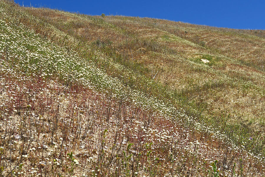 desert pincushion (Chaenactis stevioides) [Temblor Ridge Road, Carrizo Plain National Monument, San Luis Obispo County, California]