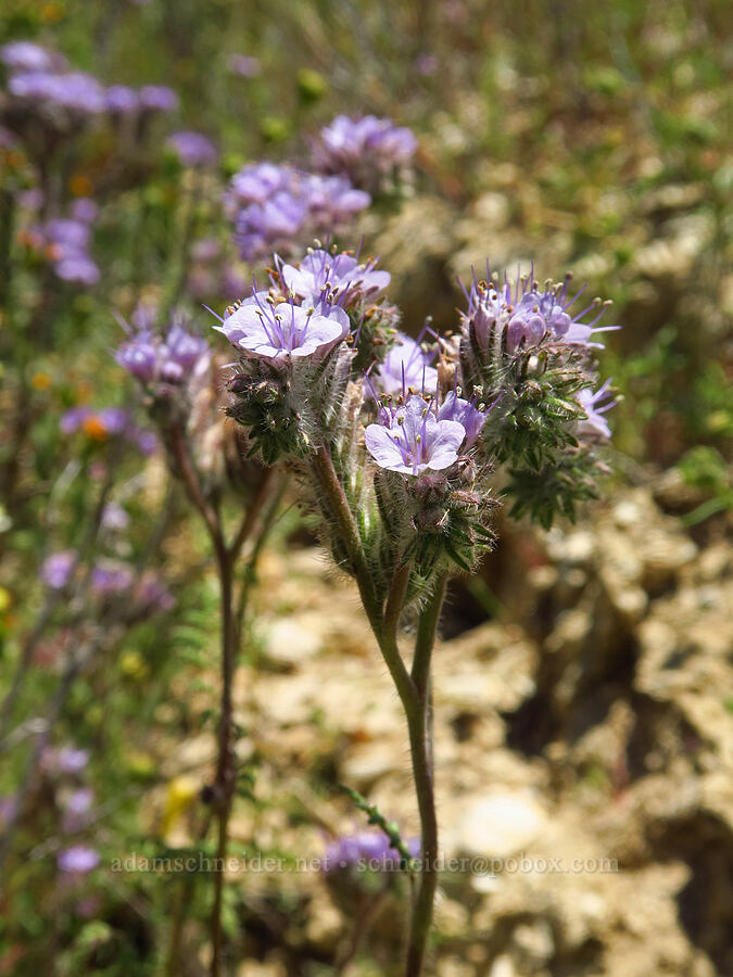 lacy phacelia (Phacelia tanacetifolia) [Temblor Ridge Road, Carrizo Plain National Monument, San Luis Obispo County, California]