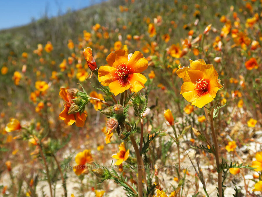 San Joaquin blazing-star (Mentzelia pectinata) [Temblor Ridge Road, Carrizo Plain National Monument, San Luis Obispo County, California]