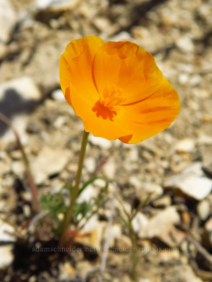 Lemmon's poppy (Eschscholzia lemmonii) [Temblor Ridge Road, Carrizo Plain National Monument, San Luis Obispo County, California]