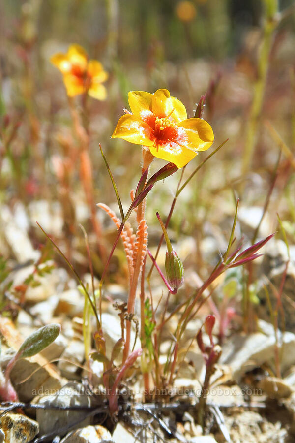 blazing-star (which?) (Mentzelia sp.) [Temblor Ridge Road, Carrizo Plain National Monument, San Luis Obispo County, California]