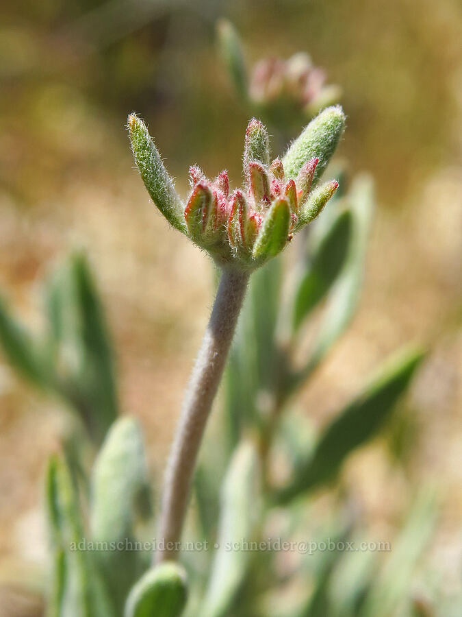 California buckwheat (?), budding (Eriogonum fasciculatum) [Temblor Ridge Road, Carrizo Plain National Monument, San Luis Obispo County, California]