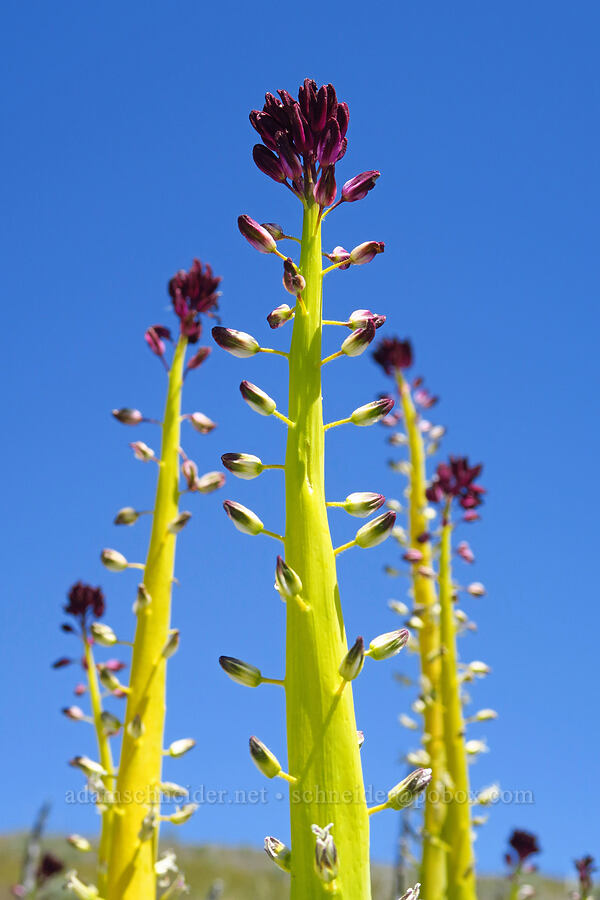 desert candles (Caulanthus inflatus) [near Temblor Ridge Road, Carrizo Plain National Monument, San Luis Obispo County, California]