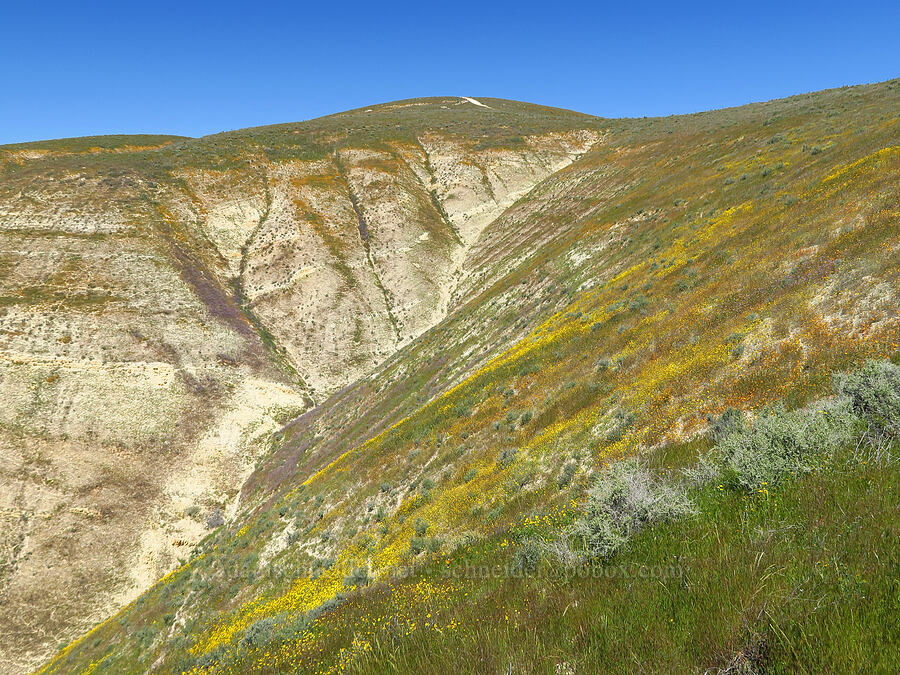 wildflowers in the Temblor Range [near Temblor Ridge Road, Carrizo Plain National Monument, San Luis Obispo County, California]