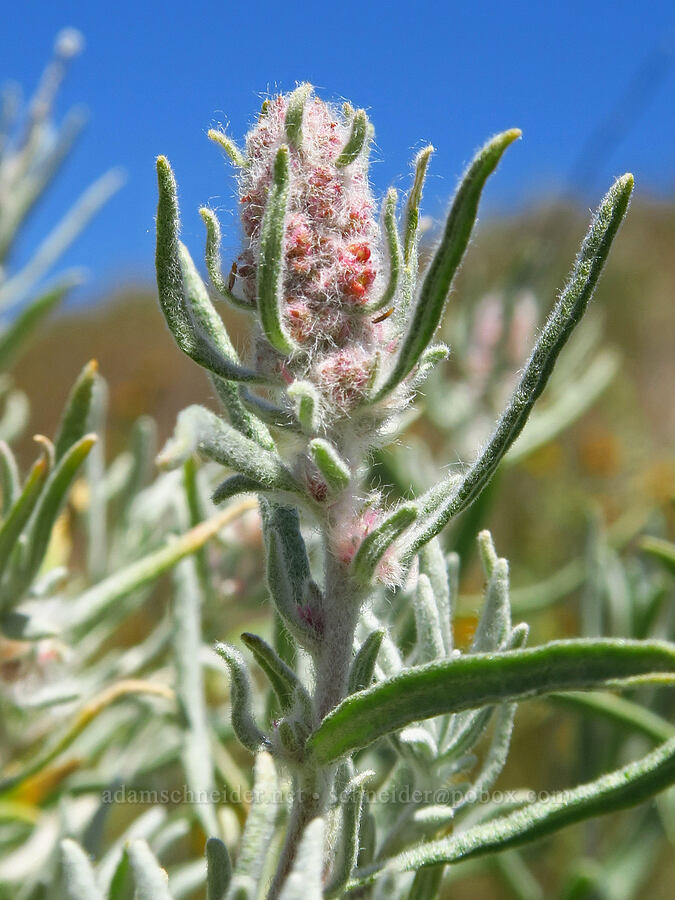 winter-fat (Krascheninnikovia lanata (Ceratoides lanata)) [near Temblor Ridge Road, Carrizo Plain National Monument, San Luis Obispo County, California]