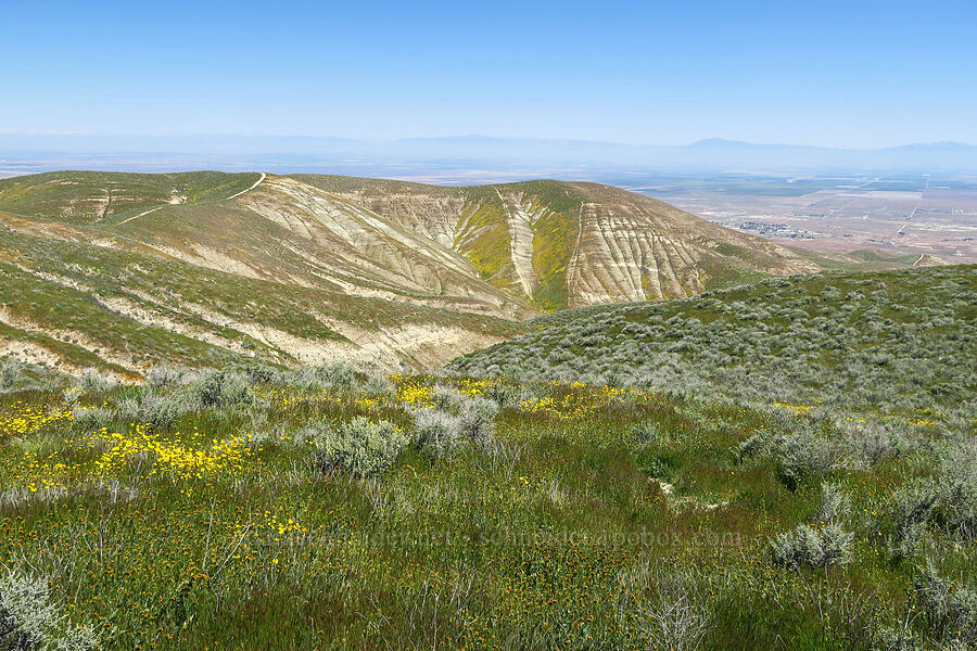 wildflowers on the east side of the Temblor Range [near Temblor Ridge Road, Carrizo Plain National Monument, San Luis Obispo County, California]