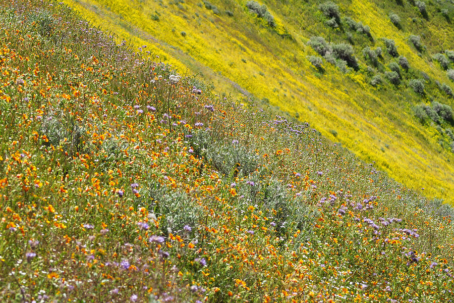 wildflowers (Mentzelia pectinata, Phacelia sp., Amsinckia sp., Monolopia lanceolata) [near Temblor Ridge Road, Carrizo Plain National Monument, San Luis Obispo County, California]