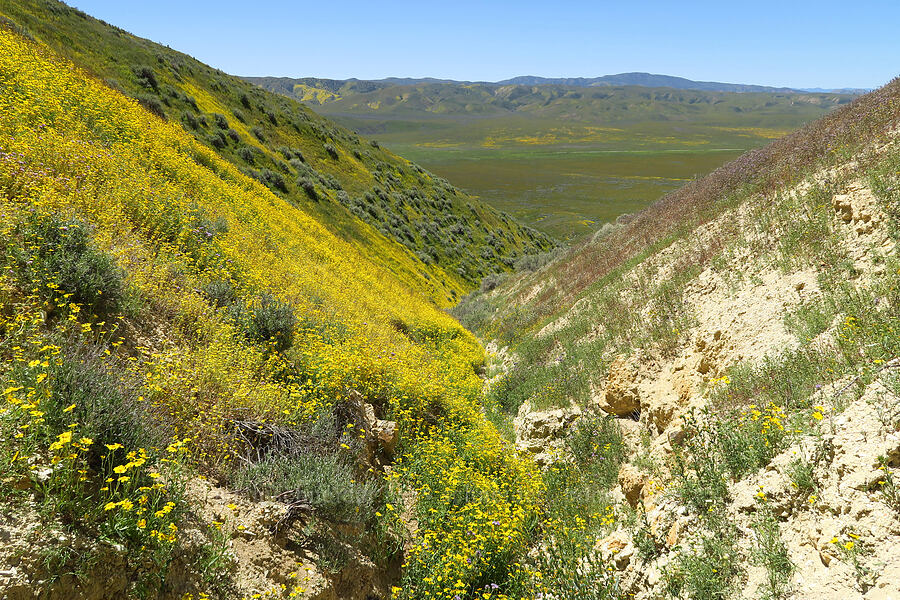 wildflowers [near Temblor Ridge Road, Carrizo Plain National Monument, San Luis Obispo County, California]