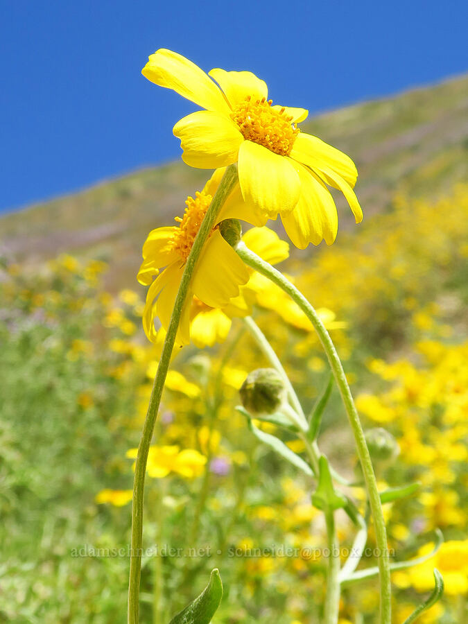 hillside daisies (Monolopia lanceolata) [near Temblor Ridge Road, Carrizo Plain National Monument, San Luis Obispo County, California]