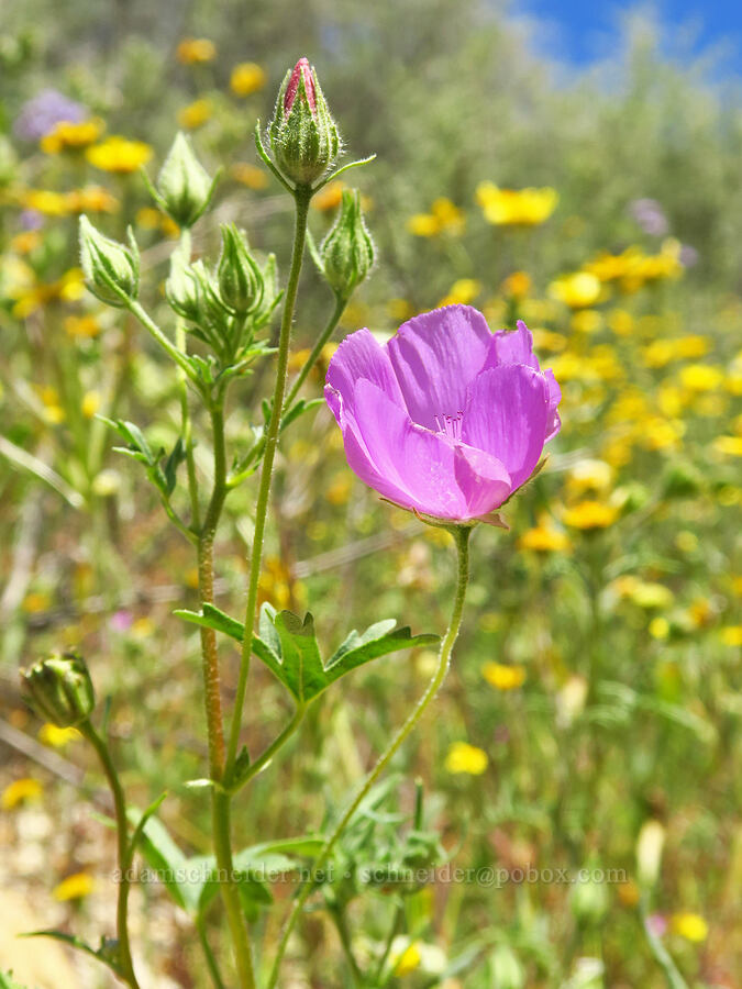 Parry's mallow (Eremalche parryi) [near Temblor Ridge Road, Carrizo Plain National Monument, San Luis Obispo County, California]