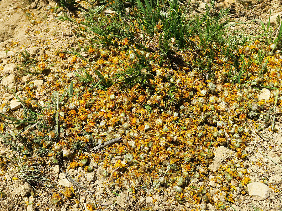 ground squirrel's food stash [near Temblor Ridge Road, Carrizo Plain National Monument, San Luis Obispo County, California]