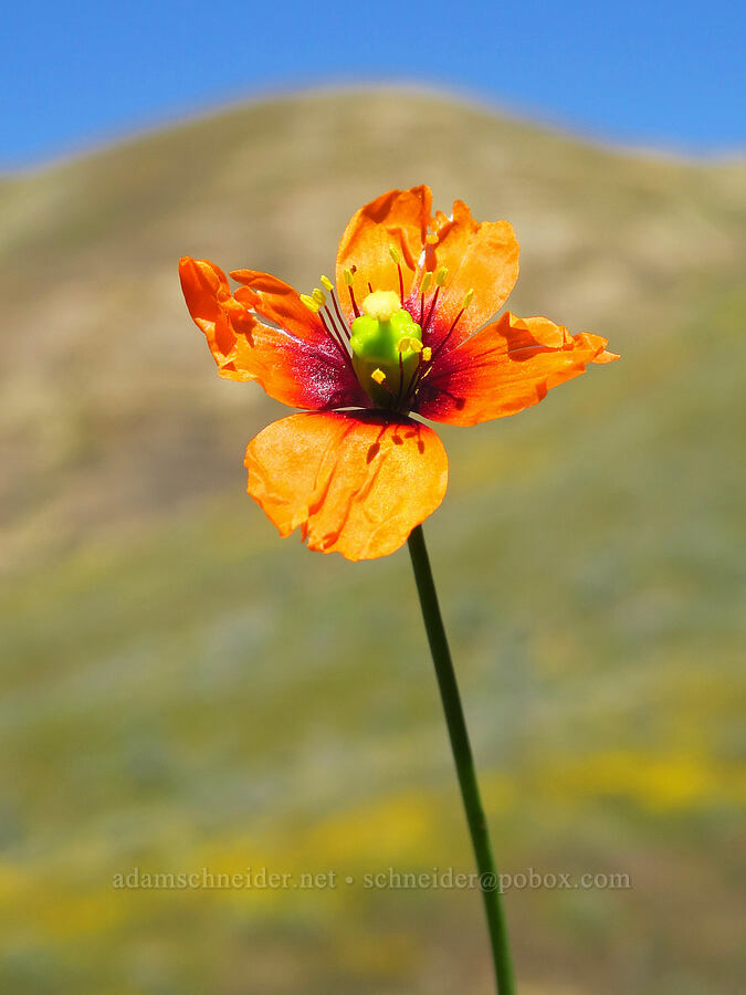 wind poppy (Papaver heterophyllum (Stylomecon heterophylla)) [near Temblor Ridge Road, Carrizo Plain National Monument, San Luis Obispo County, California]