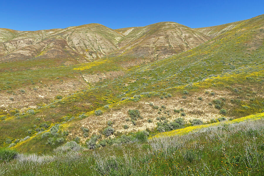 west side of the Temblor Range [Temblor Ridge Road, Carrizo Plain National Monument, San Luis Obispo County, California]