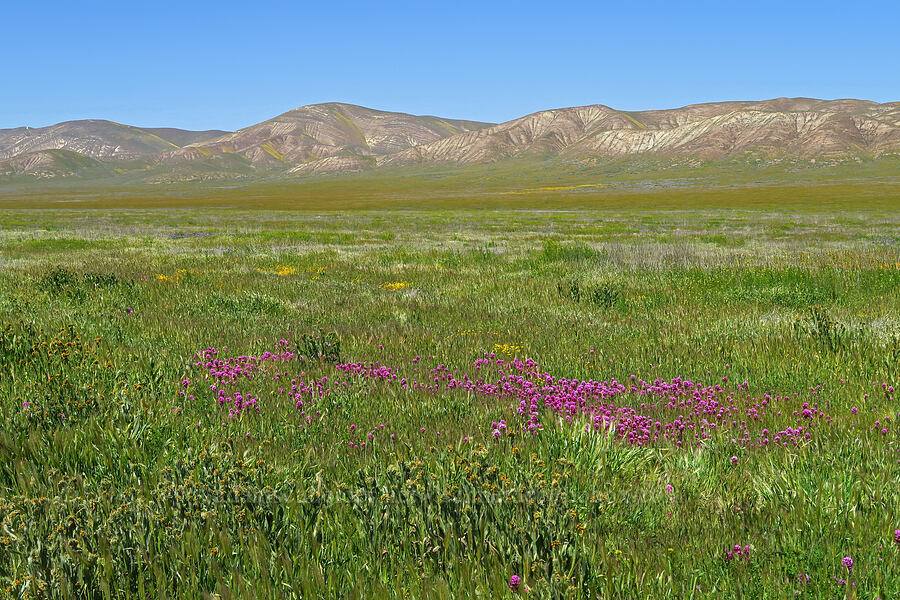 wildflowers [Elkhorn Road, Carrizo Plain National Monument, San Luis Obispo County, California]