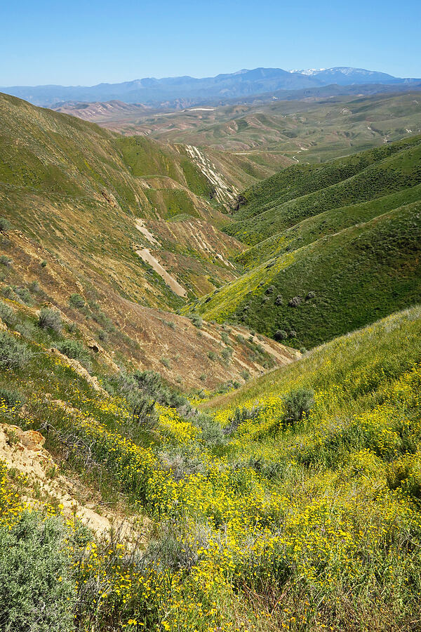 rock layers and wildflowers [Elkhorn Grade Road, Carrizo Plain National Monument, San Luis Obispo County, California]