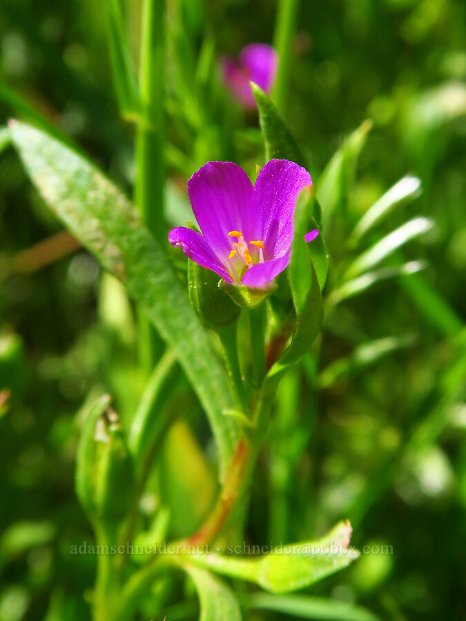 red maids (Calandrinia ciliata (Calandrinia menziesii)) [Beam Flat, Carrizo Plain National Monument, San Luis Obispo County, California]