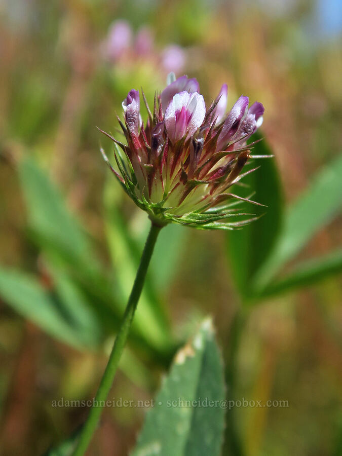 tomcat clover (Trifolium willdenovii) [Beam Flat, Carrizo Plain National Monument, San Luis Obispo County, California]