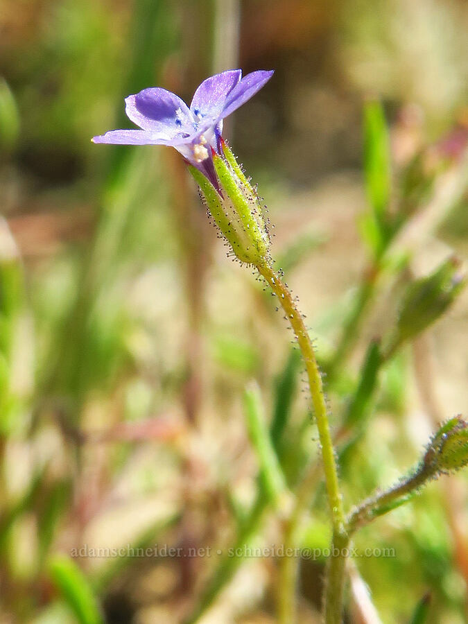 gilia (which?) (Gilia sp.) [Beam Flat, Carrizo Plain National Monument, San Luis Obispo County, California]