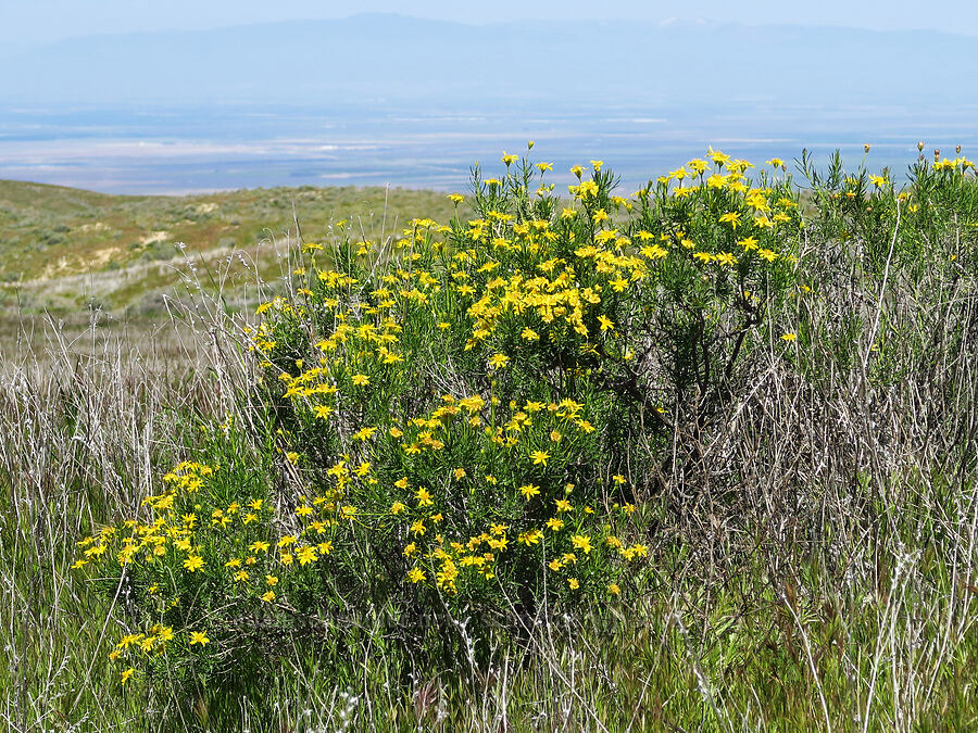 narrow-leaf goldenbush (Ericameria linearifolia (Haplopappus linearifolius)) [Elkhorn Road, Carrizo Plain National Monument, San Luis Obispo County, California]