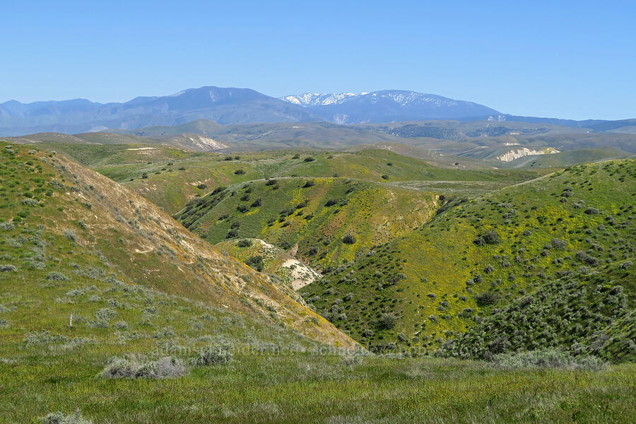 view toward Mount Pinos [Elkhorn Road, Carrizo Plain National Monument, San Luis Obispo County, California]