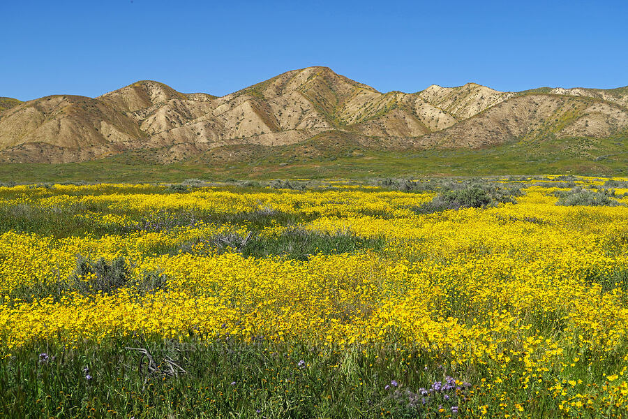 Elkhorn Hills & wildflowers [Soda Lake Road, Carrizo Plain National Monument, San Luis Obispo County, California]