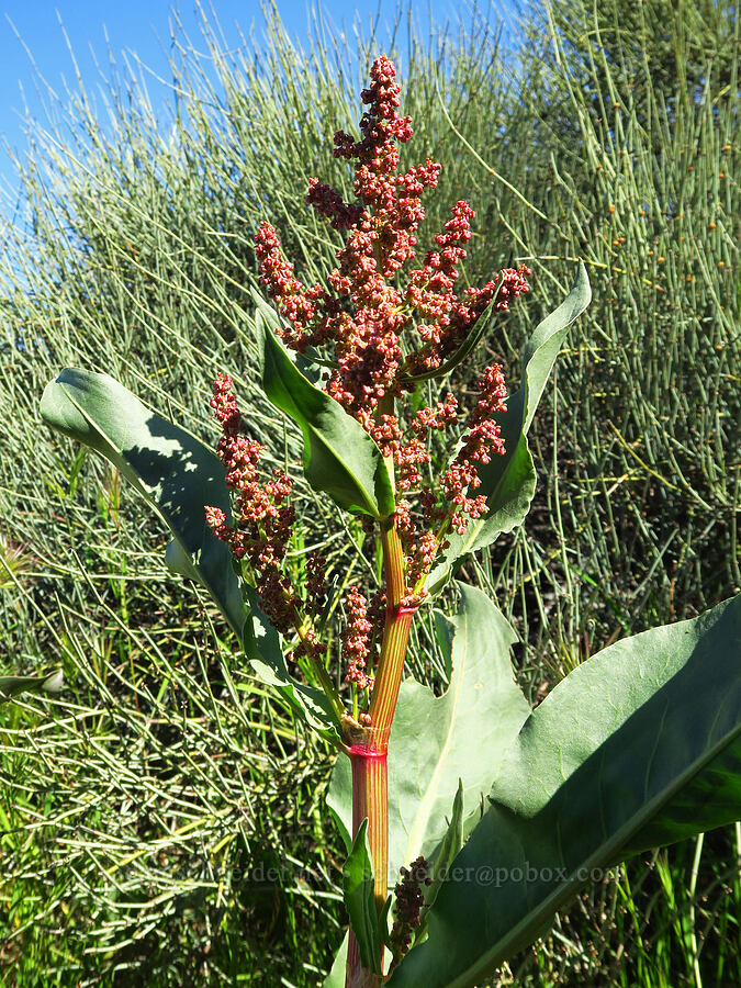 wild rhubarb (canaigre dock) (Rumex hymenosepalus) [Padrones Canyon Road, Carrizo Plain National Monument, San Luis Obispo County, California]