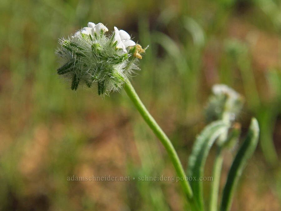 cryptantha (which?) (Cryptantha sp.) [Padrones Canyon Road, Carrizo Plain National Monument, San Luis Obispo County, California]