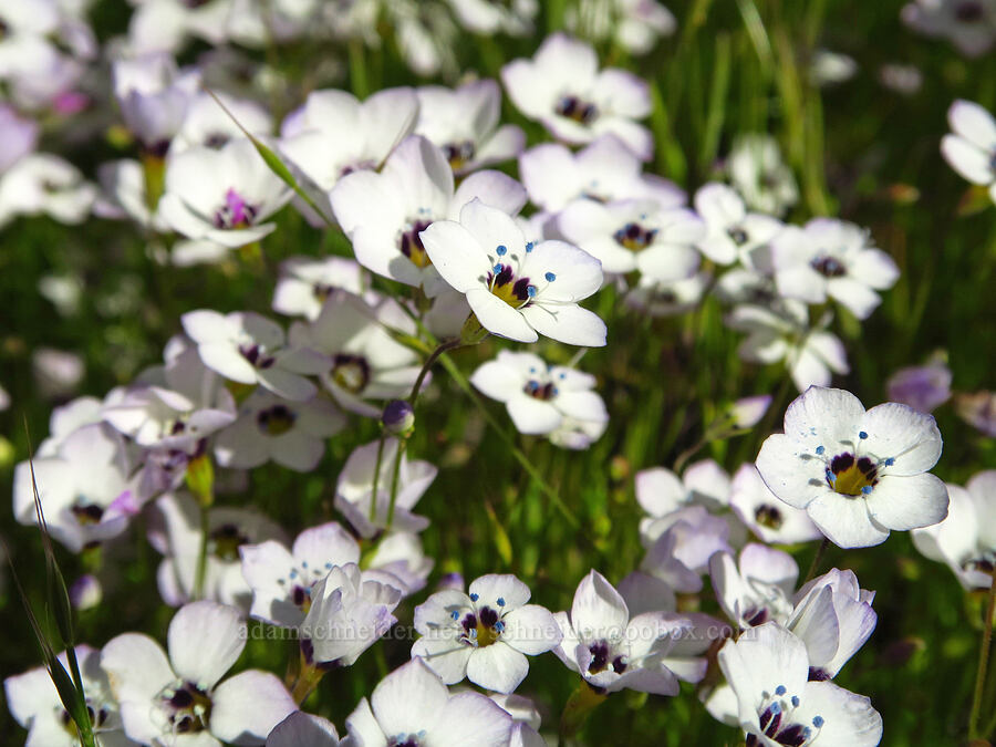 pale bird's-eye gilia (Gilia tricolor ssp. diffusa) [Padrones Canyon Road, Carrizo Plain National Monument, San Luis Obispo County, California]